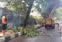 Disperkim Sukabumi pangkas pohon tua untuk antisipasi bahaya saat musim penghujan.