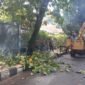 Disperkim Sukabumi pangkas pohon tua untuk antisipasi bahaya saat musim penghujan.