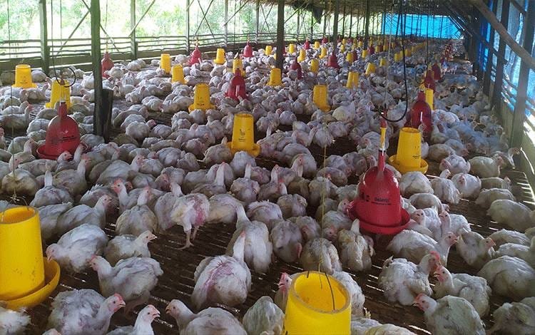 Disperkim Sukabumi perketat izin bangunan peternakan. | Istimewa
