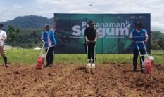 Batang Sorgum Resmi Jadi Bahan Bakar PLTU Palabuhanratu, Era Energi Hijau Dimulai di Sukabumi