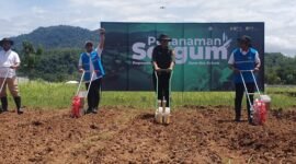 Sorgum Cipatuguran jadi energi hijau untuk PLTU Palabuhanratu.